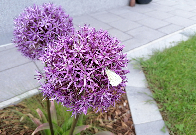 blühender Zierlauch in lila mit weißem Schmetterling, Gartengestaltung, Garten pflegen